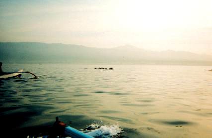 Dolfins in Lovina